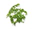 firmly packed baby arugula icon