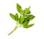 loosely packed basil leaf icon