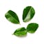 single fresh makrut (wild) lime leaves icon