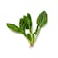 spinach icon