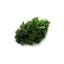 kale leaf icon