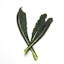 Tuscan kale leaves icon