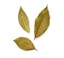 dried bay leaf icon