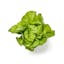 lettuce leaves  icon