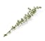 (4-5 sprigs) fresh thyme leaves  icon