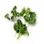 lightly packed cilantro leaves icon