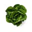 head little gem lettuce icon
