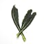 large Tuscan kale leaf icon
