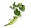 thick cilantro stem icon